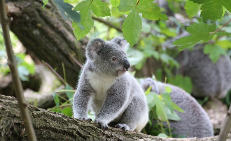 Koala in a wood