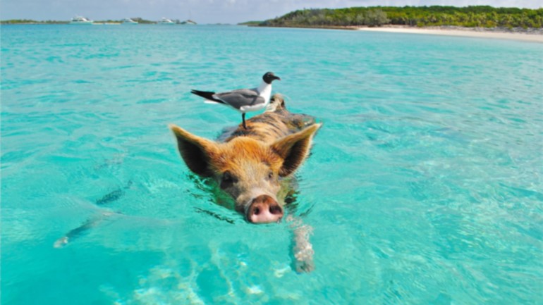 Pig beach