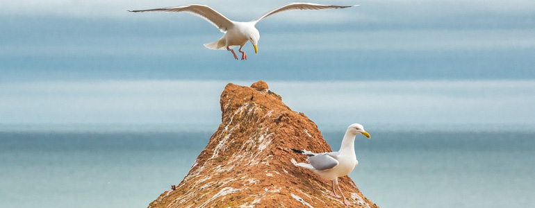 two seagulls