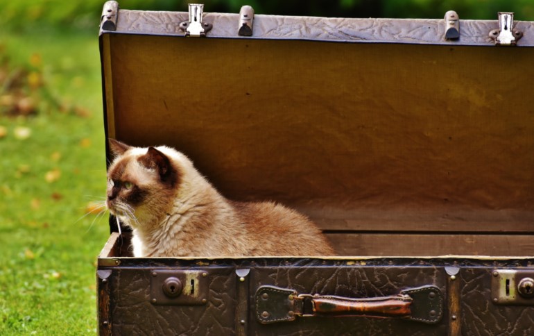 Cat in a travel trunk