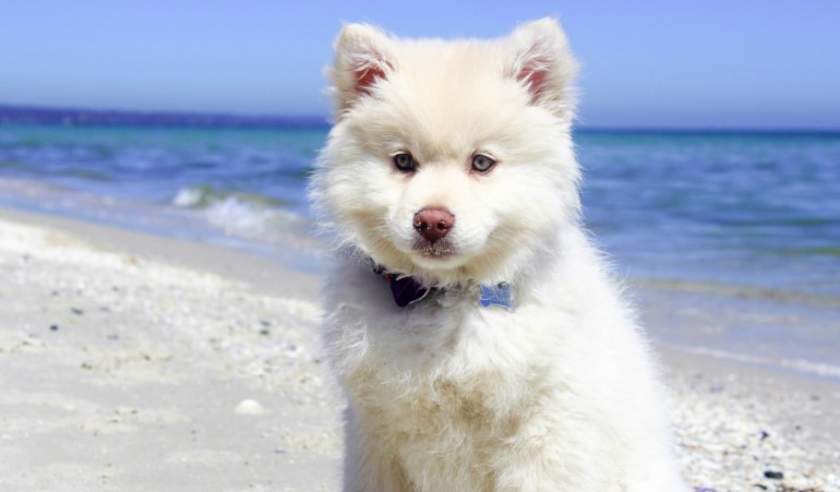 White dog on a white sand beach