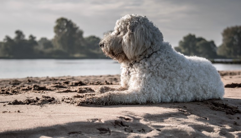 Dog relaxing on beach