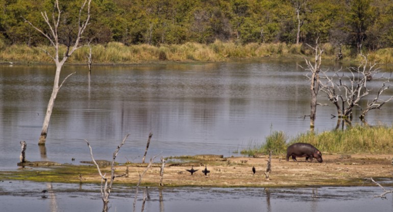 Hippo at watering hole