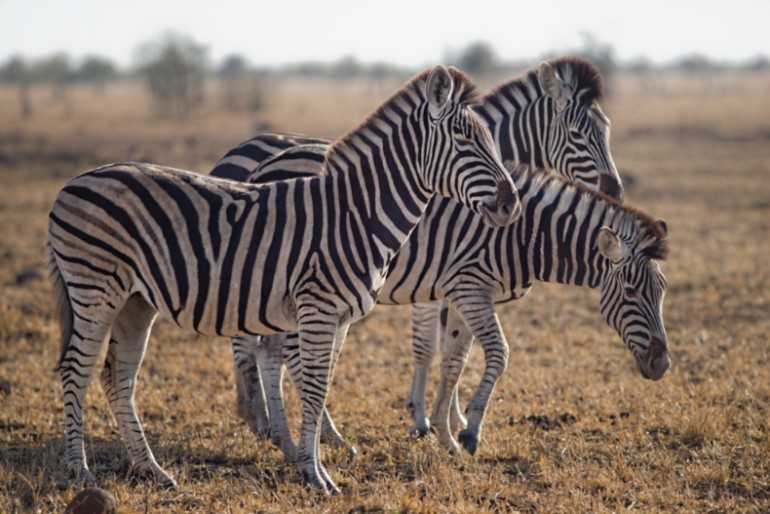 Zebras