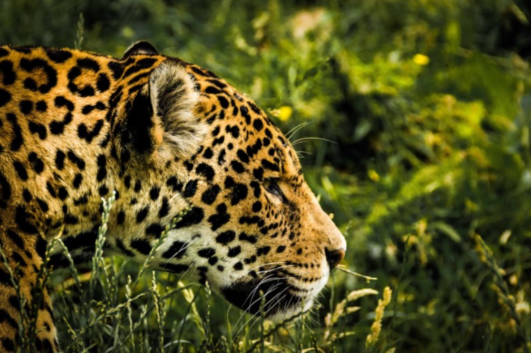 Jaguar in long grass